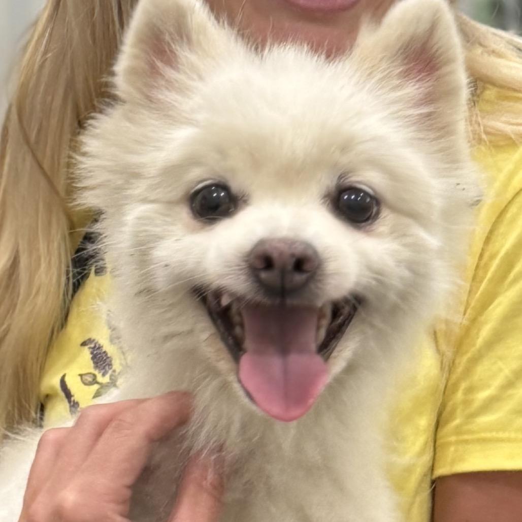 Enlarge Meringue, a Adoptable Pomeranian in Hudson, IL image 1/3