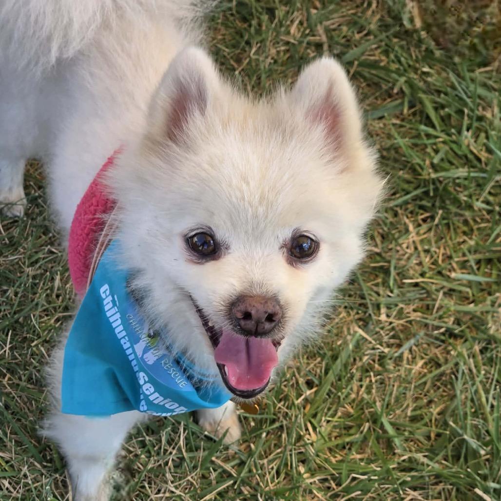 Enlarge Meringue, a Adoptable Pomeranian in Hudson, IL image 2/3