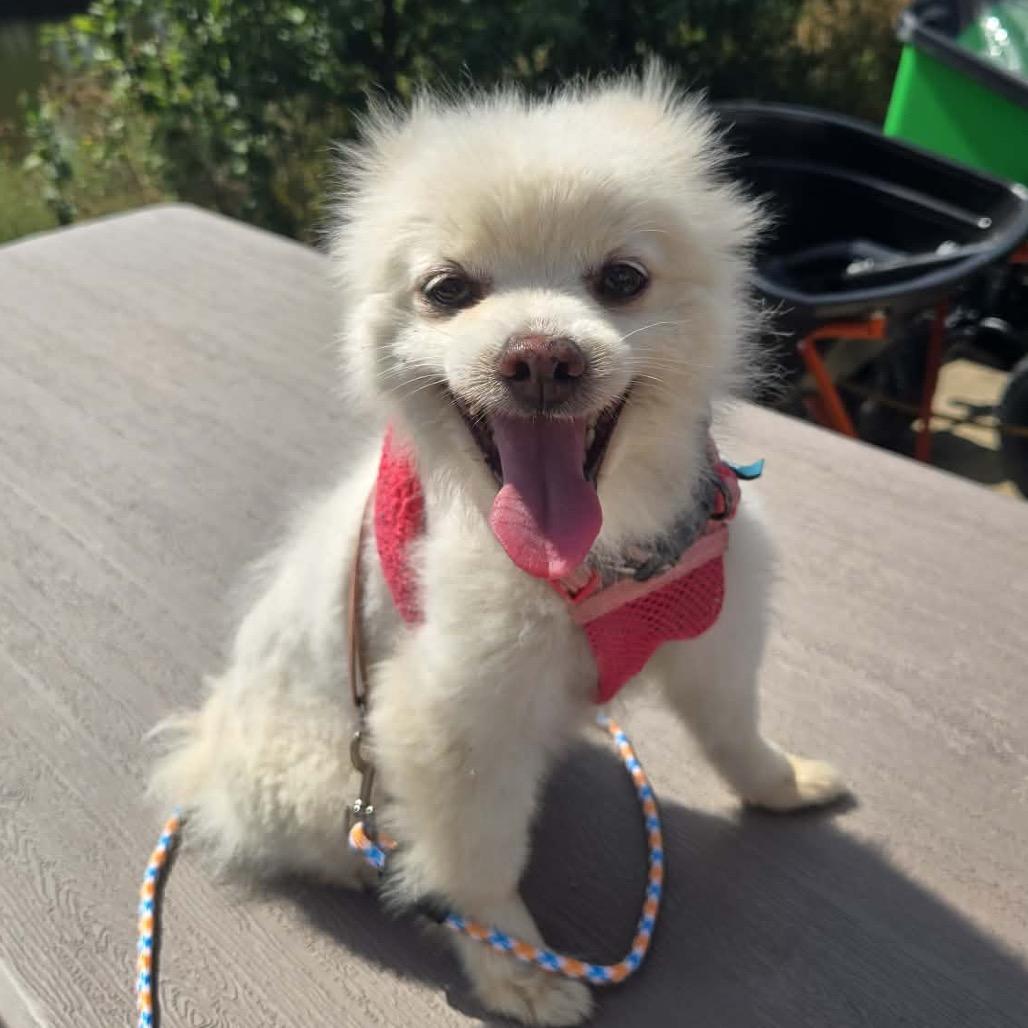 Enlarge Meringue, a Adoptable Pomeranian in Hudson, IL image 3/3