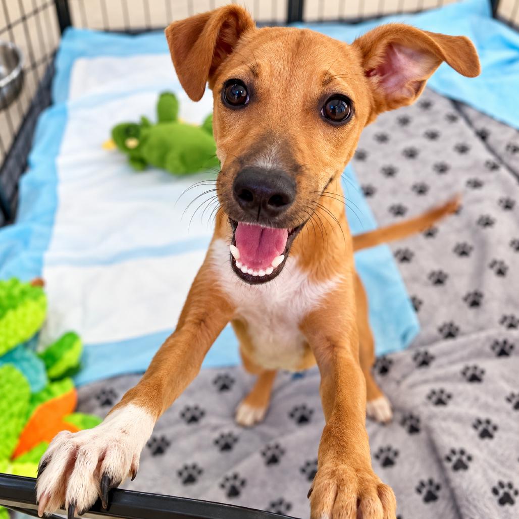 Enlarge Lugnut, a Adoptable mixed breed in Brewster , NY image 2/3