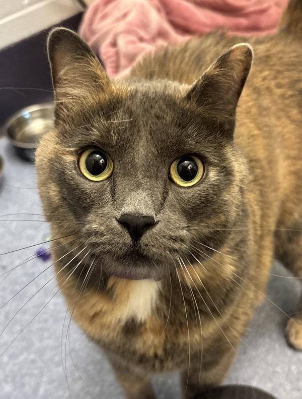 Enlarge Stormi, a Adoptable mixed breed in Golden, CO image 2/2