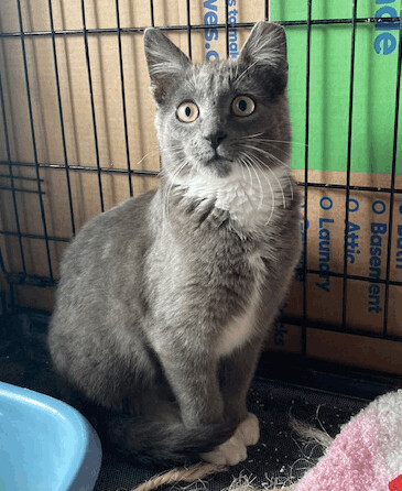 Enlarge Harry, a Adopted mixed breed in Seattle, WA image 1/1