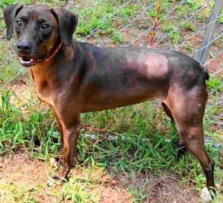Enlarge Roxy, a Adoptable mixed breed in Chelmsford, MA image 2/3