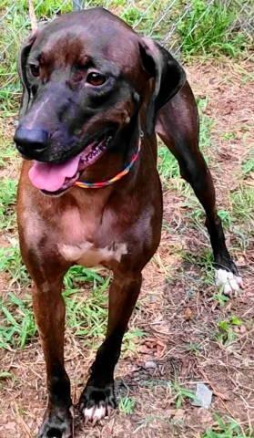 Enlarge Roxy, a Adoptable mixed breed in Chelmsford, MA image 3/3