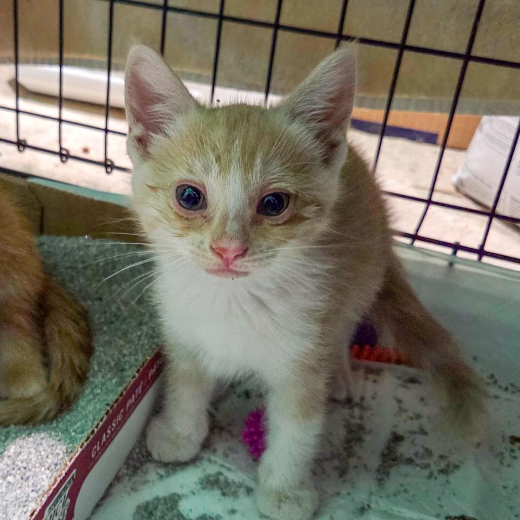 Enlarge Ego, a Adoptable Domestic Short Hair in San Diego, CA image 1/1