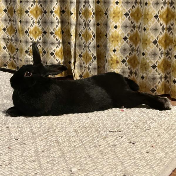 Tony, Adoptable, Adult Male Bunny Rabbit.