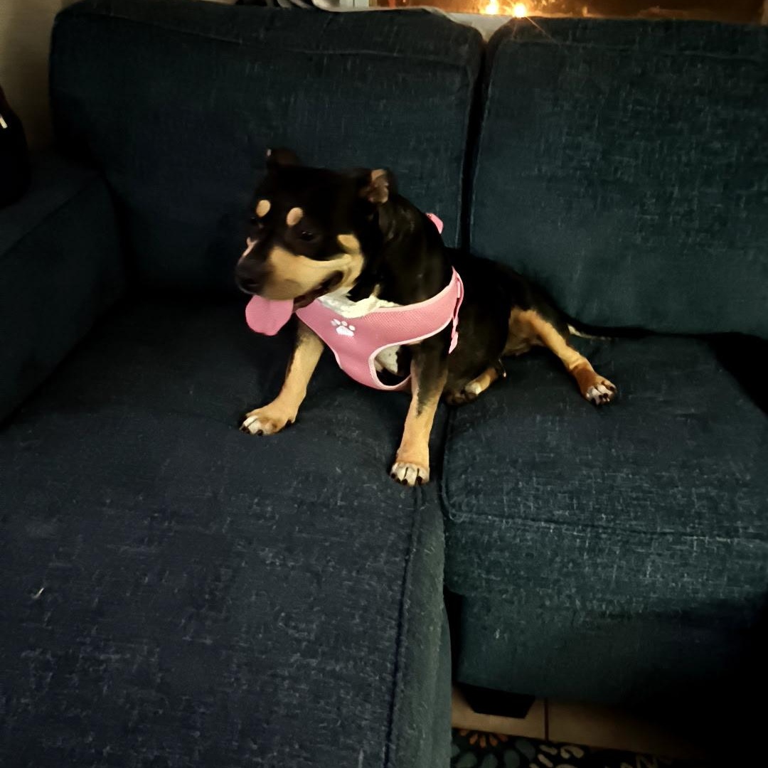 Sasha, ADOPTABLE, Young Female Rottweiler & Pit Bull Terrier.