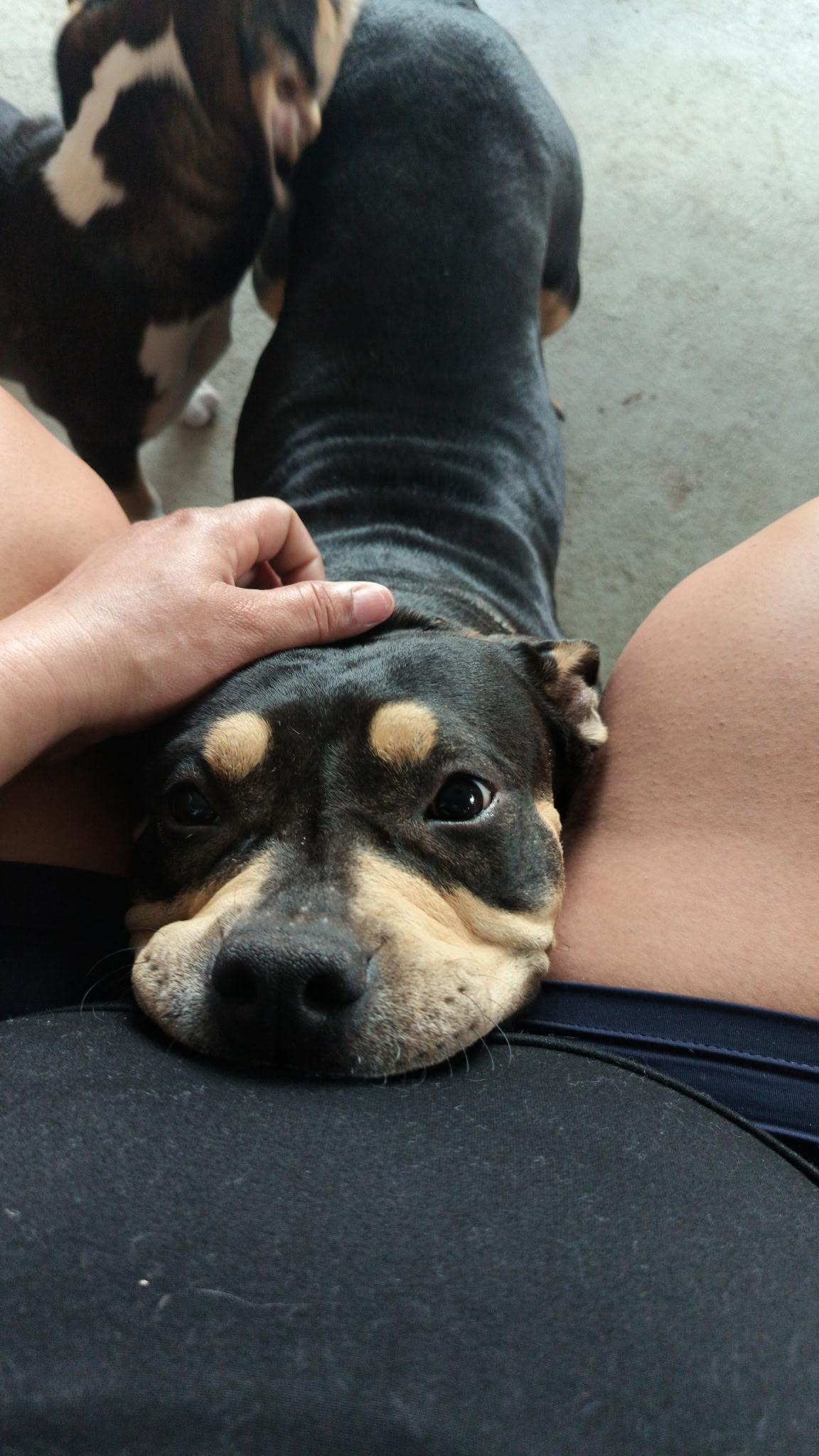 Enlarge Sasha, a ADOPTABLE mixed breed in Port Saint Lucie, FL image 5/5