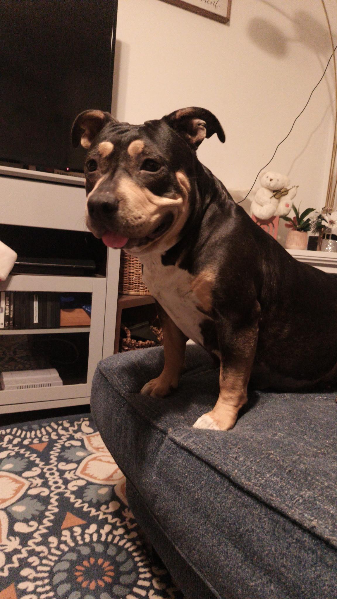 Sasha, ADOPTABLE, Young Female Rottweiler & Pit Bull Terrier.