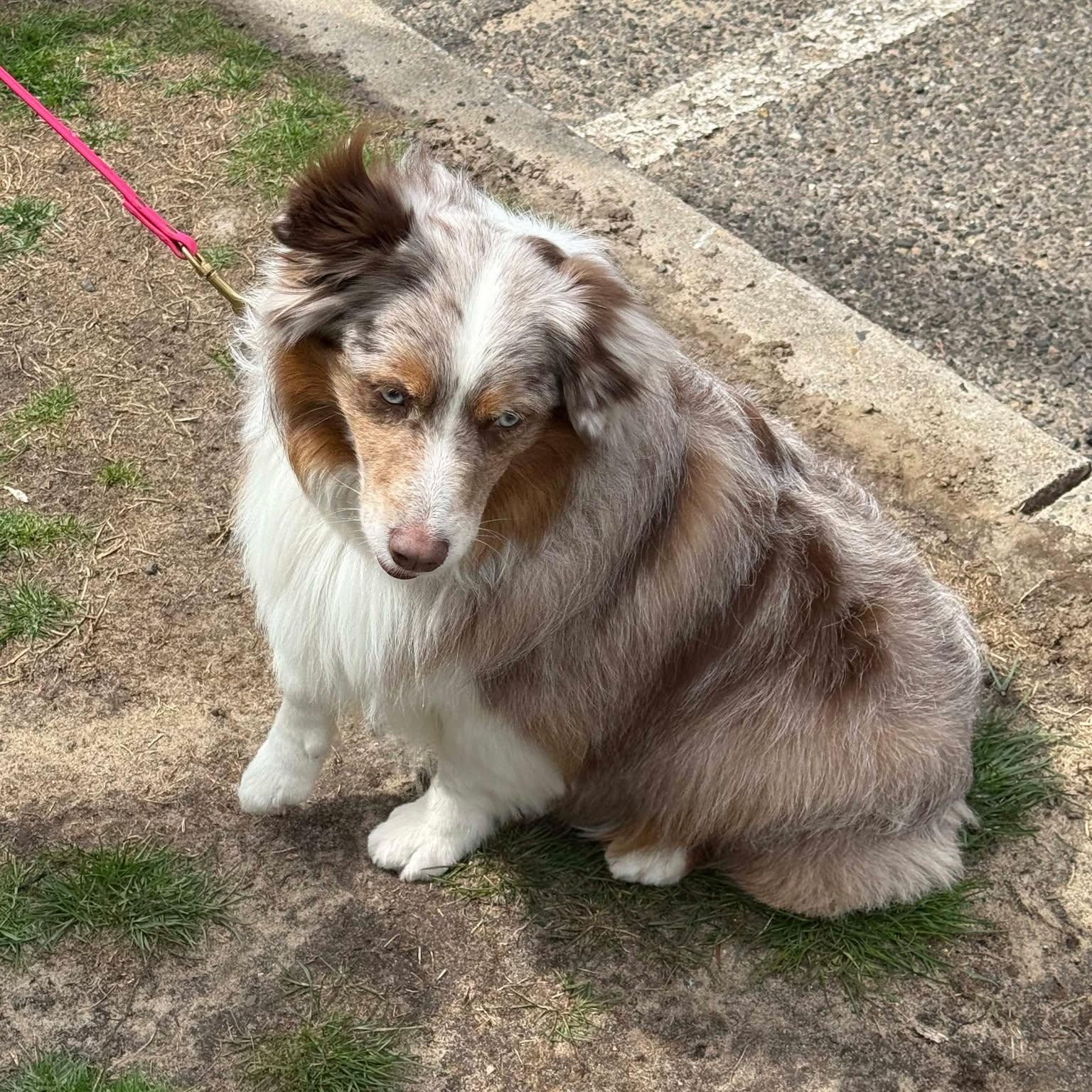 Bella, Young Female unknown