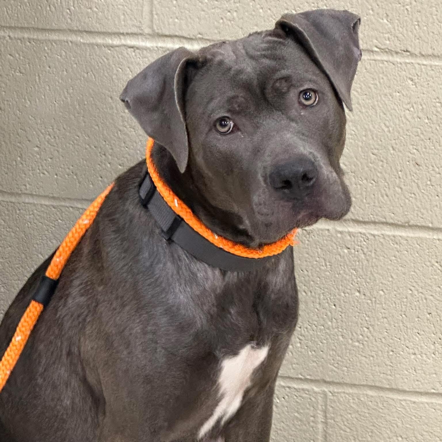 Betsy, Adult Female Cane Corso