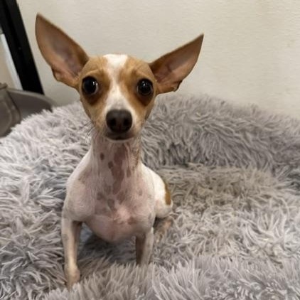 Brie, a ADOPTABLE mixed breed in Denver, CO image 5/6