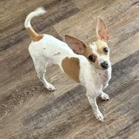 Brie, a ADOPTABLE mixed breed in Denver, CO image 2/6