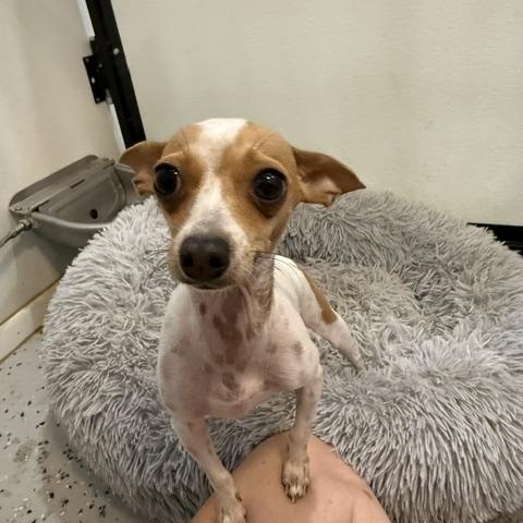 Brie, a ADOPTABLE mixed breed in Denver, CO image 6/6