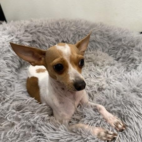 Brie, a ADOPTABLE mixed breed in Denver, CO image 4/6