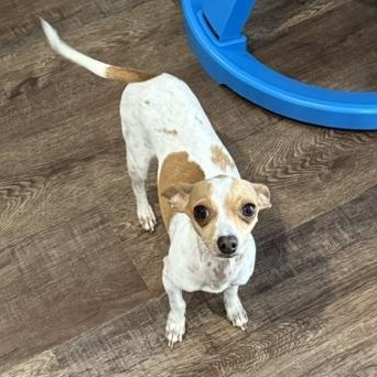 Brie, ADOPTABLE, Adult Female Chihuahua.