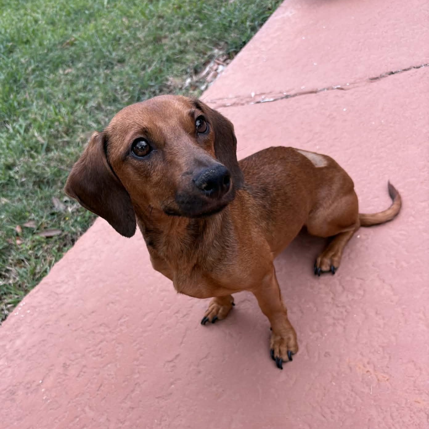 Heidi, adopted, Young Female Dachshund.