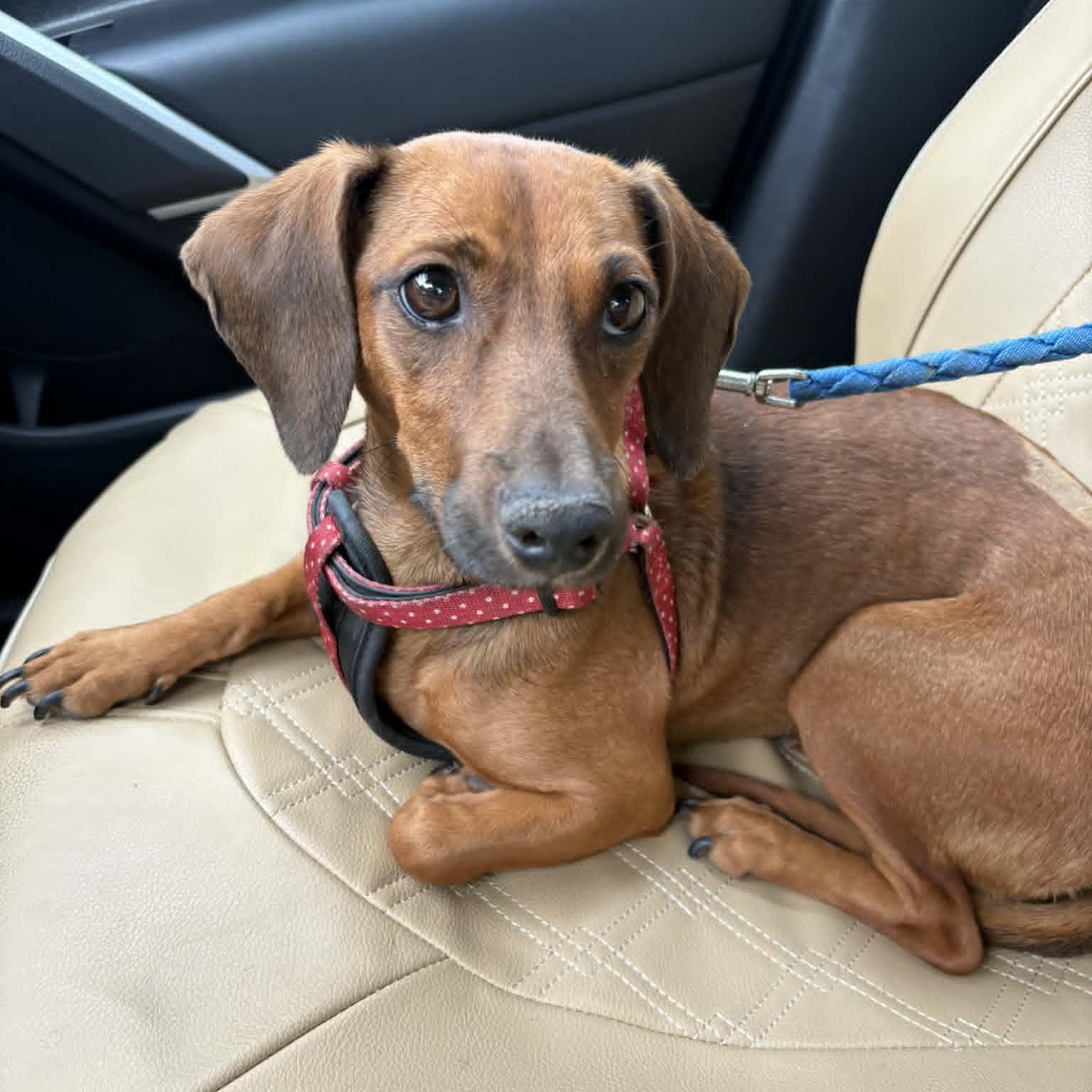 Enlarge Heidi, an adopted Dachshund in New Haven, CT image 2/2
