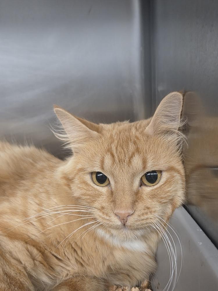 Meadow, Adoptable, Adult Female Domestic Long Hair.