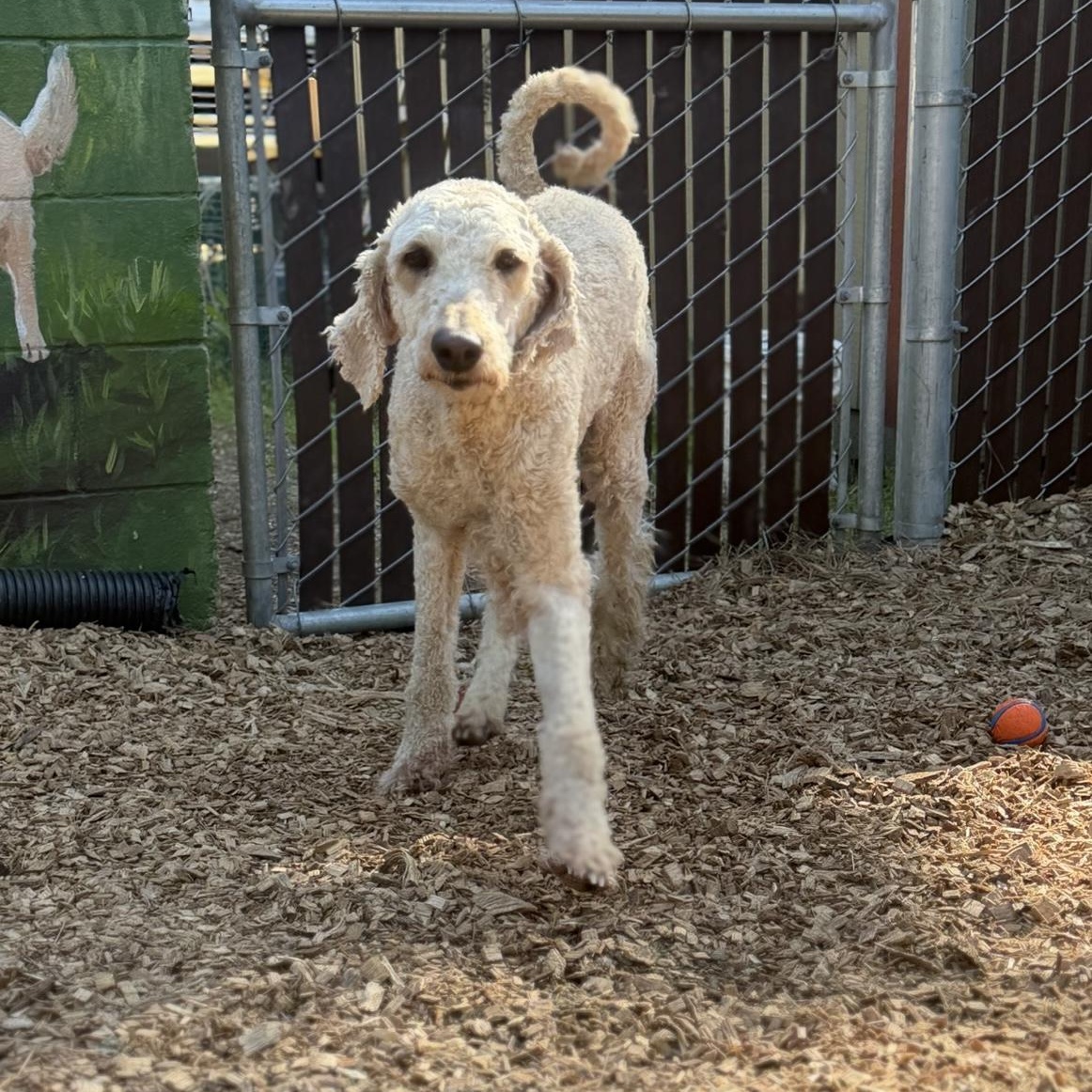 Enlarge Chef- Sweetheard, a ADOPTABLE Standard Poodle in Grass Valley, CA image 1/6