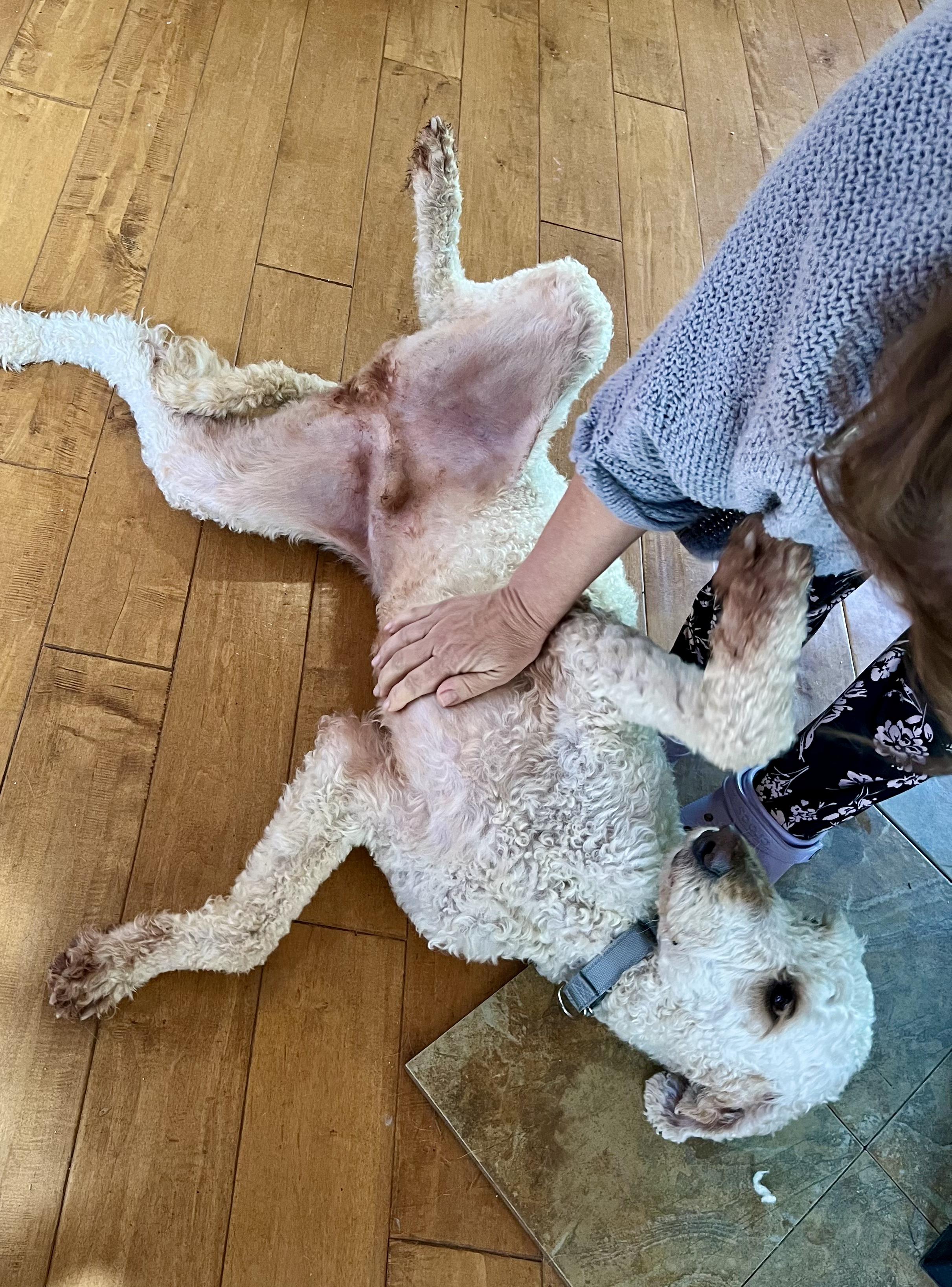 Enlarge Chef- Sweetheart, an adopted Standard Poodle in Grass Valley, CA image 5/6