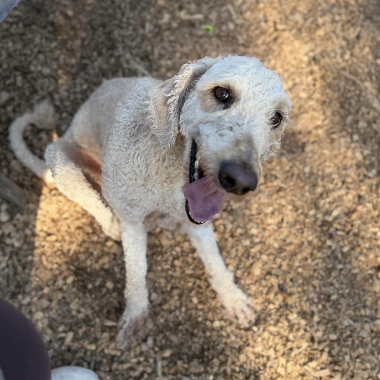 Enlarge Chef- Sweetheard, a ADOPTABLE Standard Poodle in Grass Valley, CA image 2/6