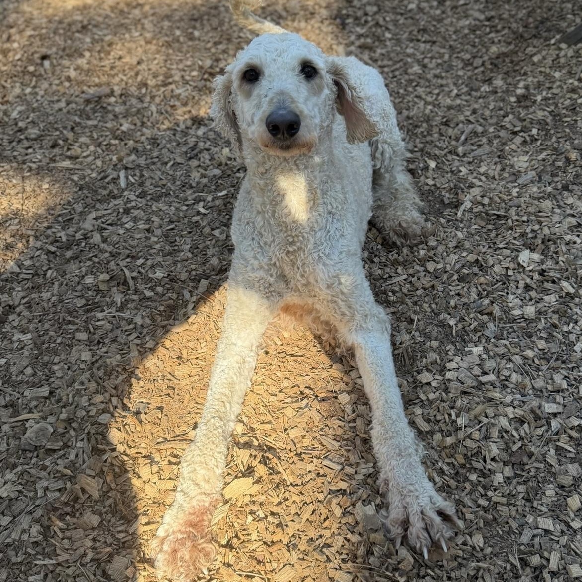 Enlarge Chef- Sweetheard, a ADOPTABLE Standard Poodle in Grass Valley, CA image 6/6