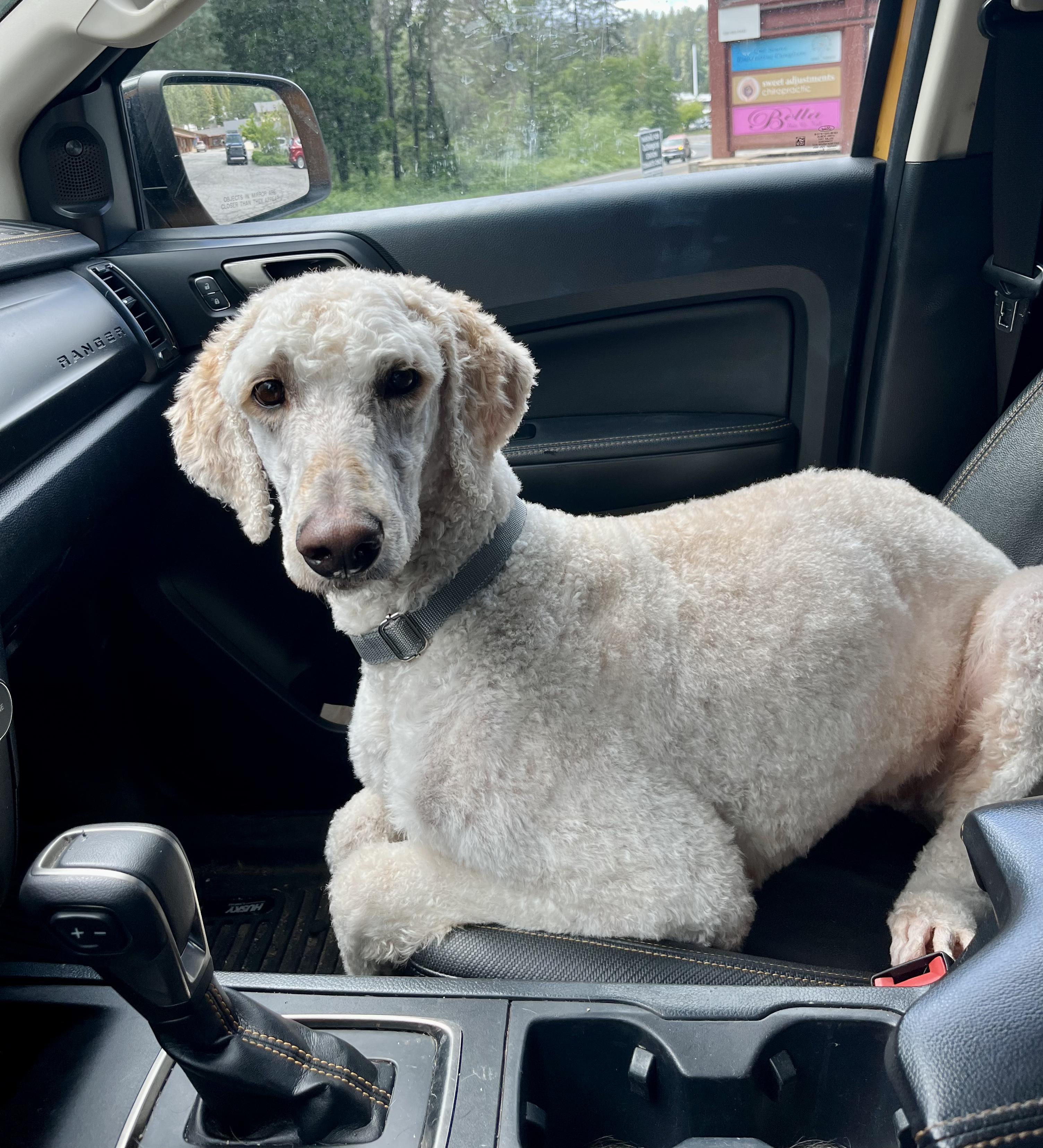 Chef- Sweetheart, adopted, Adult Male Standard Poodle.