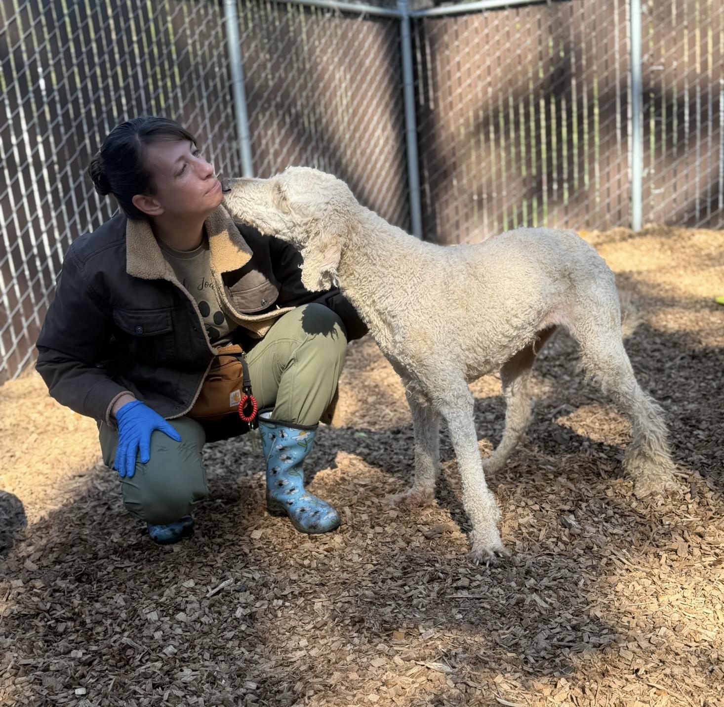 Enlarge Chef- Sweetheard, a ADOPTABLE Standard Poodle in Grass Valley, CA image 3/6