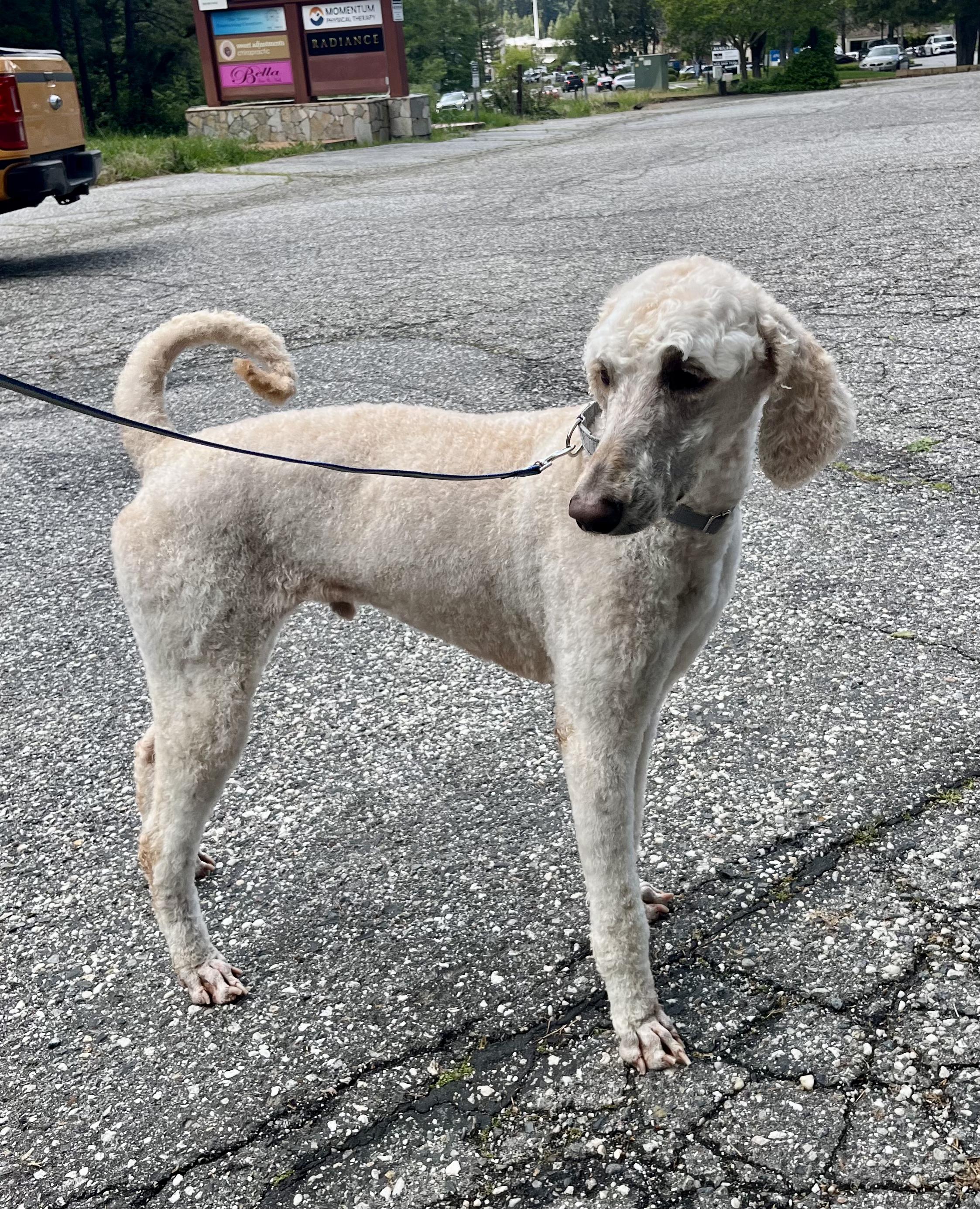 Enlarge Chef- Sweetheart, an adopted Standard Poodle in Grass Valley, CA image 6/6