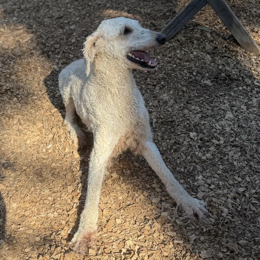 Enlarge Chef- Sweetheard, a ADOPTABLE Standard Poodle in Grass Valley, CA image 5/6