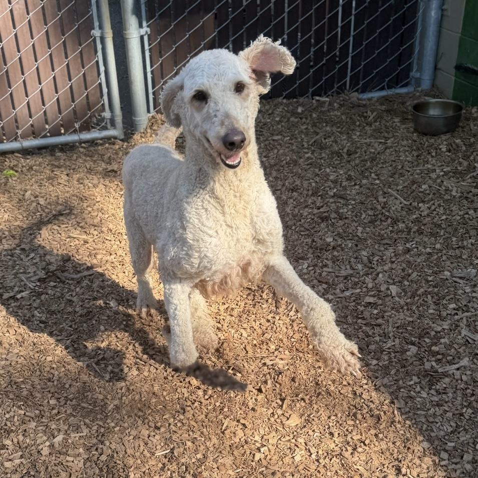 Enlarge Chef- Sweetheard, a ADOPTABLE Standard Poodle in Grass Valley, CA image 4/6