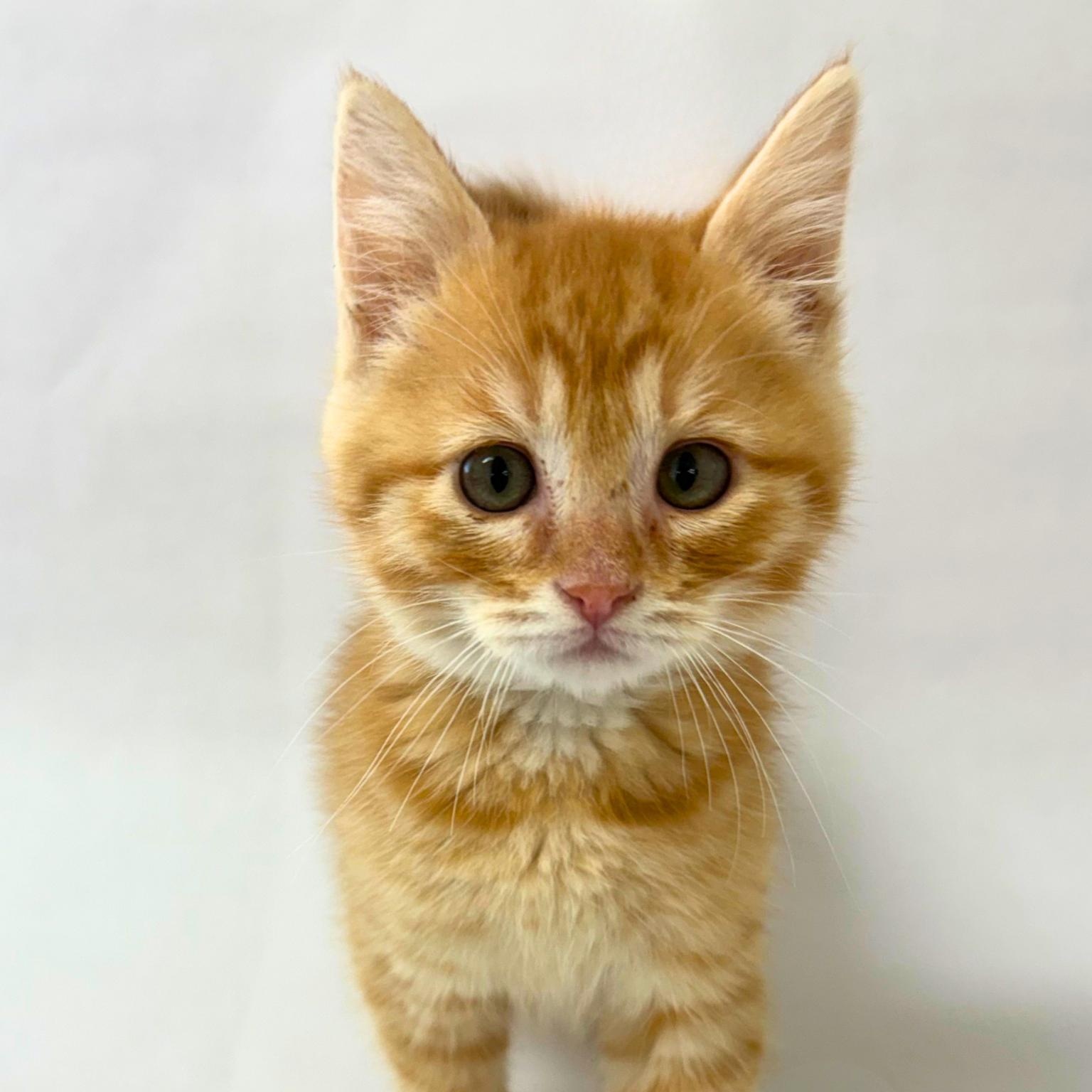 Toby, an adopted Domestic Short Hair in Pasco, WA image 3/4