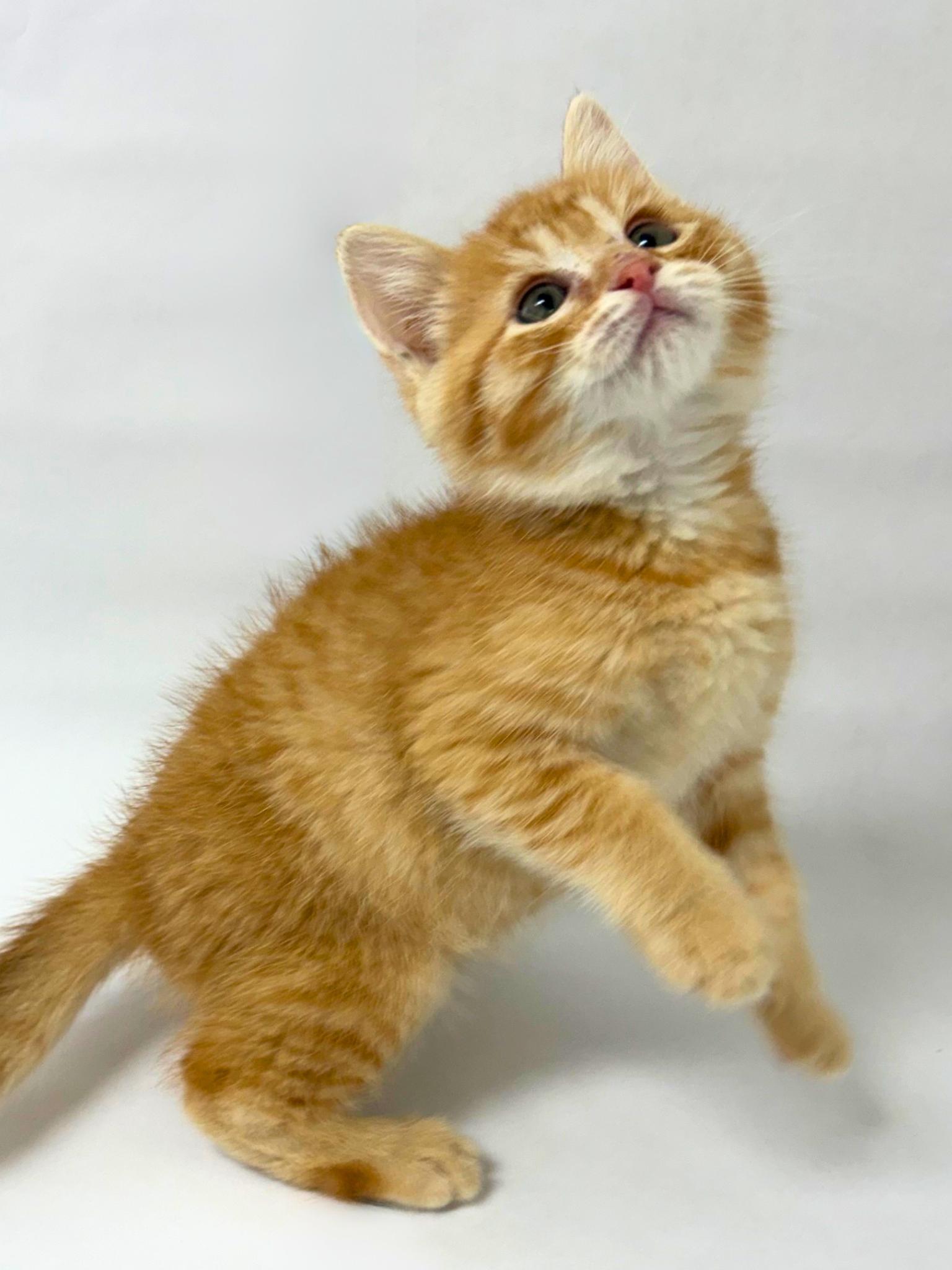 Toby, an adopted Domestic Short Hair in Pasco, WA image 4/4