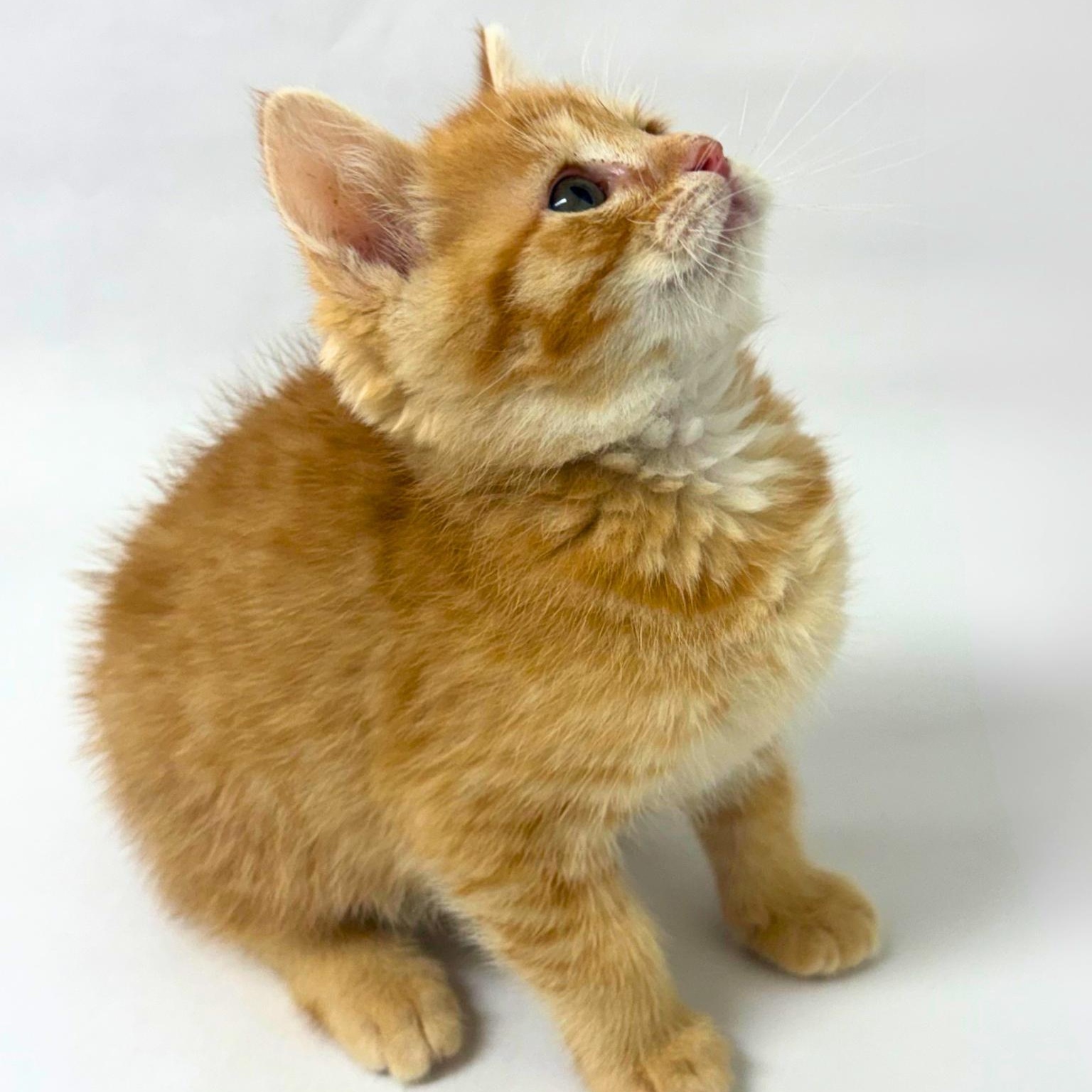 Toby, an adopted Domestic Short Hair in Pasco, WA image 2/4