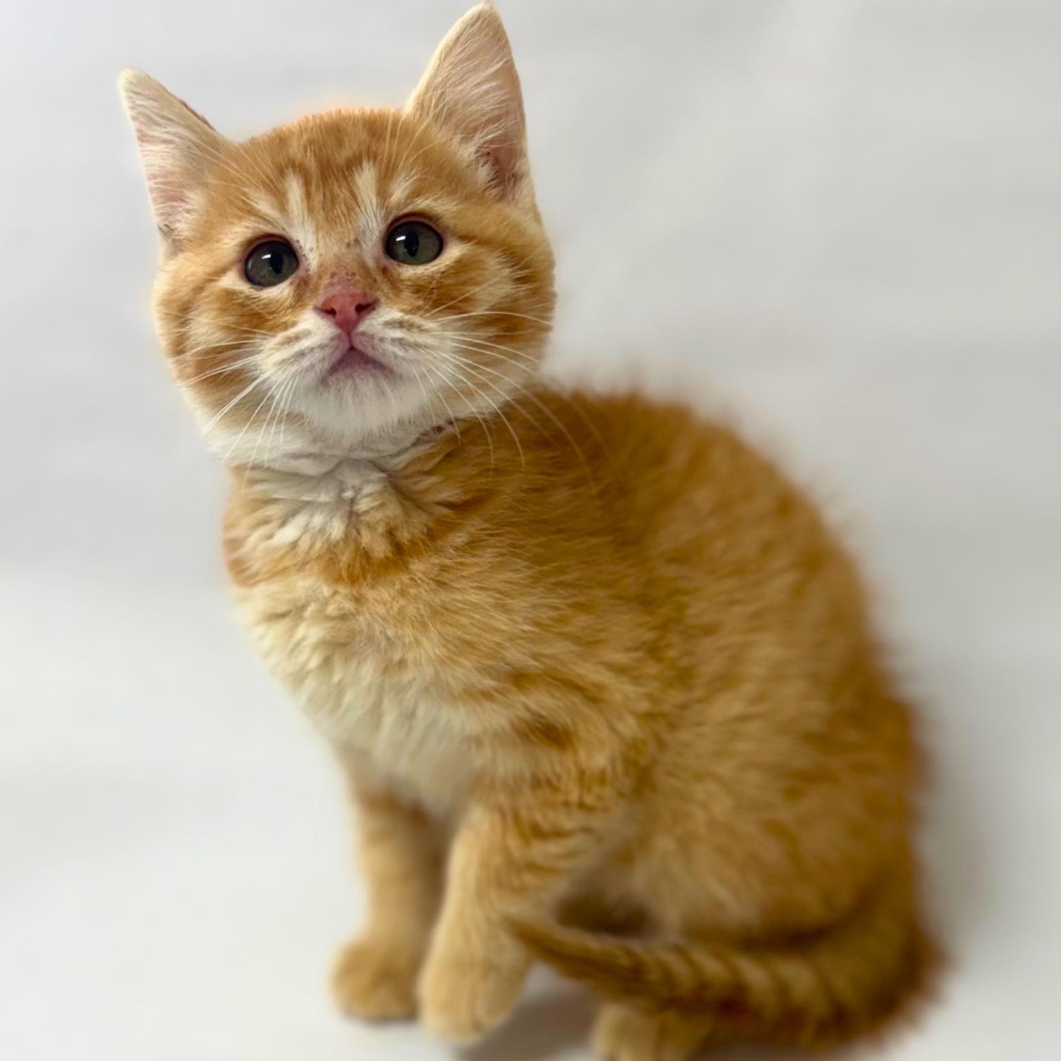 Toby, an adopted Domestic Short Hair in Pasco, WA image 1/4