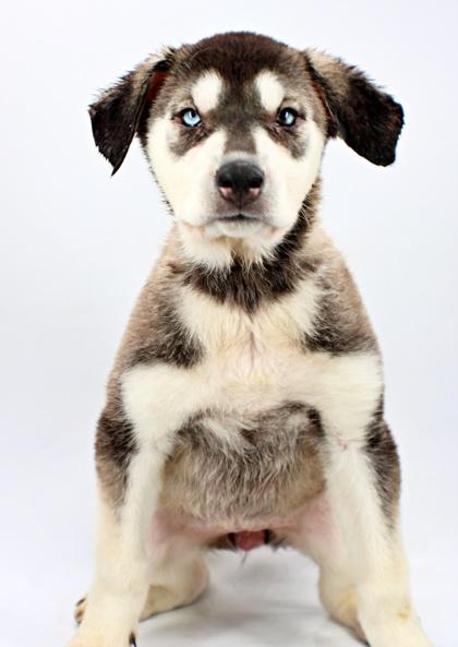 Bamboo, Adoptable, Puppy Female Siberian Husky & Mixed Breed.
