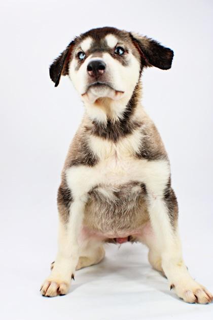 Bamboo, a Adoptable mixed breed in Morton Grove, IL image 2/2