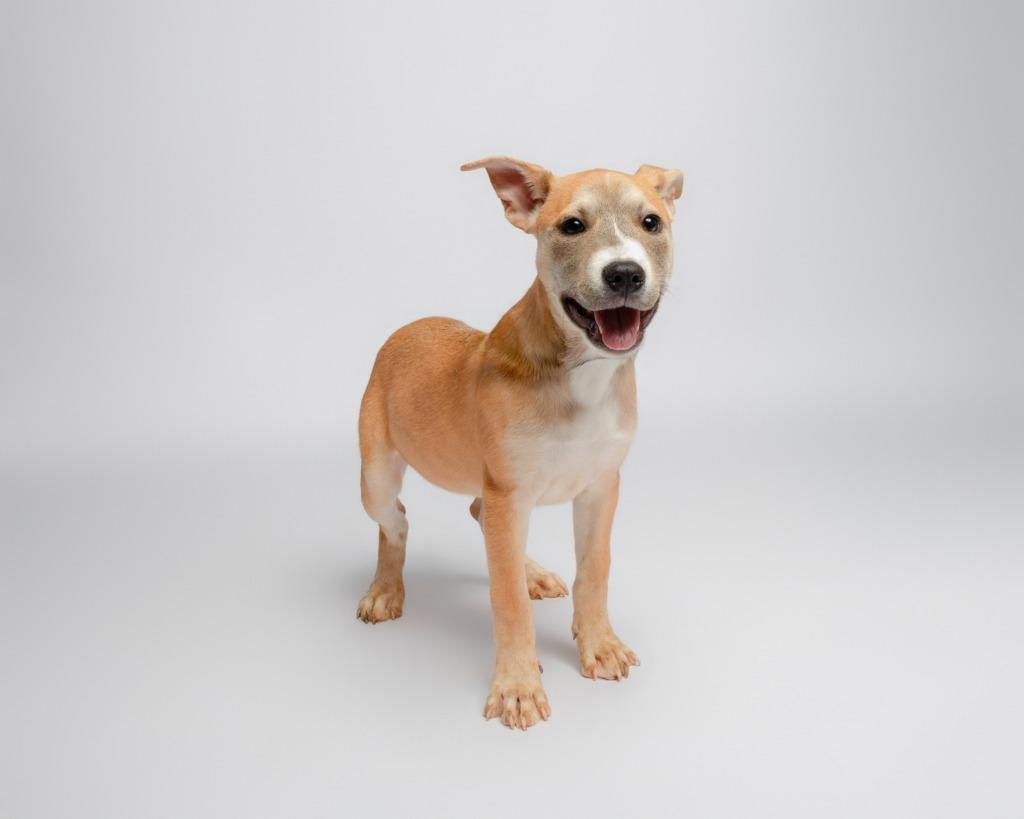 Rosie Cotton, a Adoptable mixed breed in Rockport, TX image 1/4