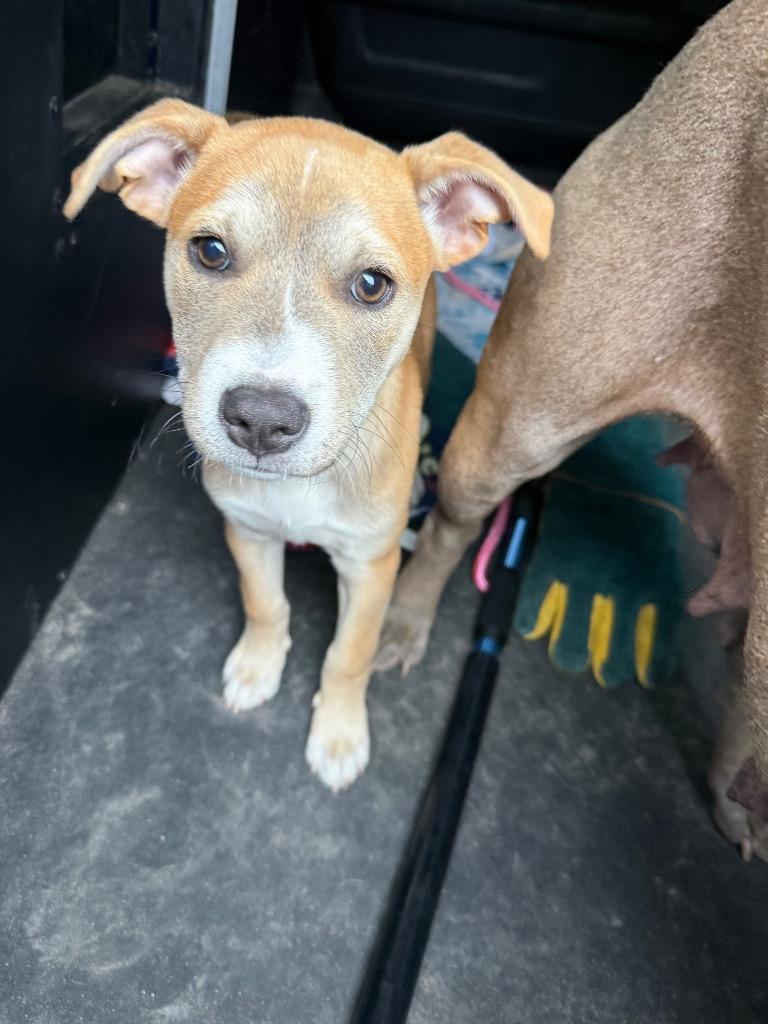 Rosie Cotton, a Adoptable mixed breed in Rockport, TX image 2/4