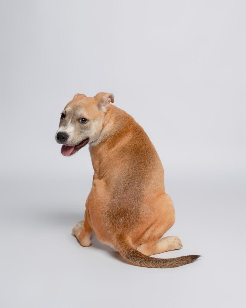 Rosie Cotton, a Adoptable mixed breed in Rockport, TX image 3/4