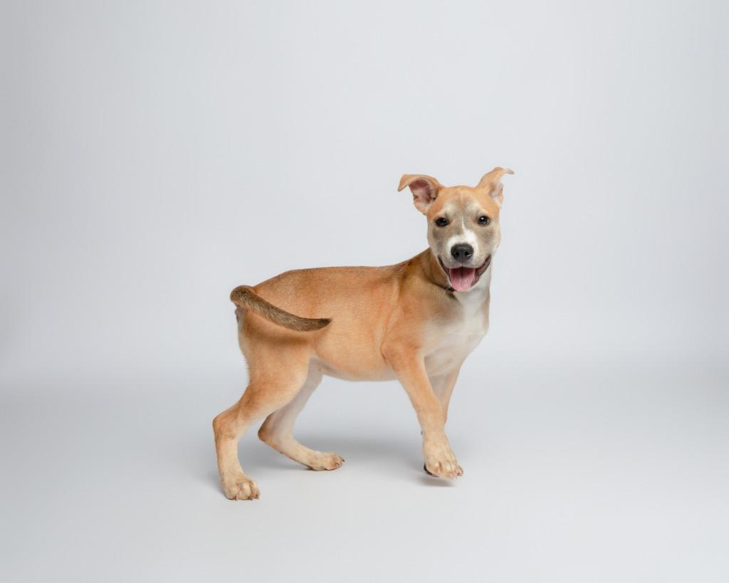 Rosie Cotton, a Adoptable mixed breed in Rockport, TX image 4/4