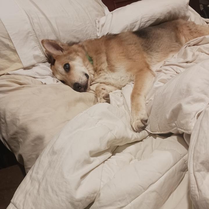 Enlarge Oso, a Adoptable mixed breed in white marsh, MD image 2/6