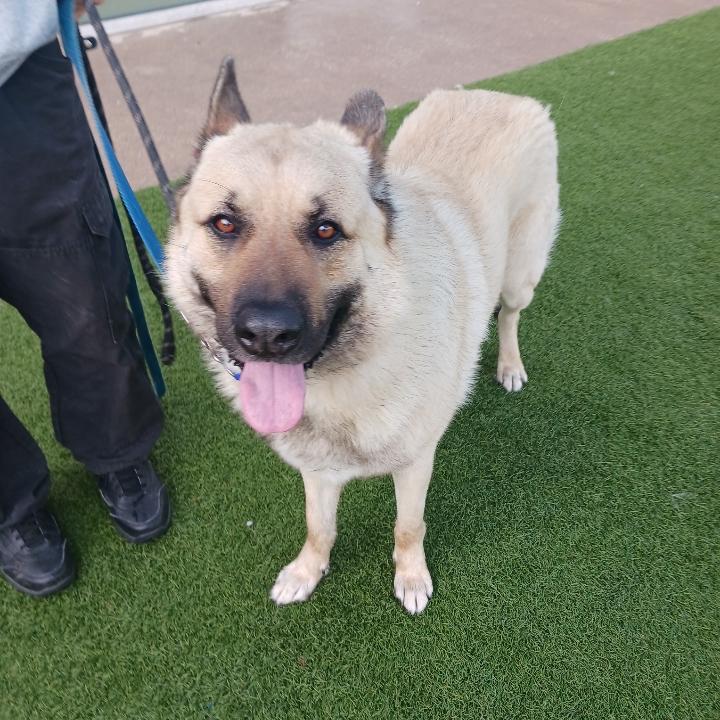 Enlarge Oso, a Adoptable mixed breed in white marsh, MD image 3/6