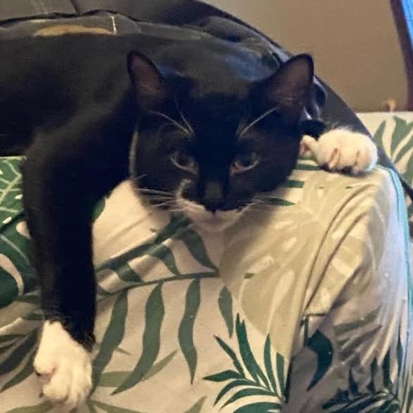 Spock, Adoptable, Young Male Domestic Short Hair.