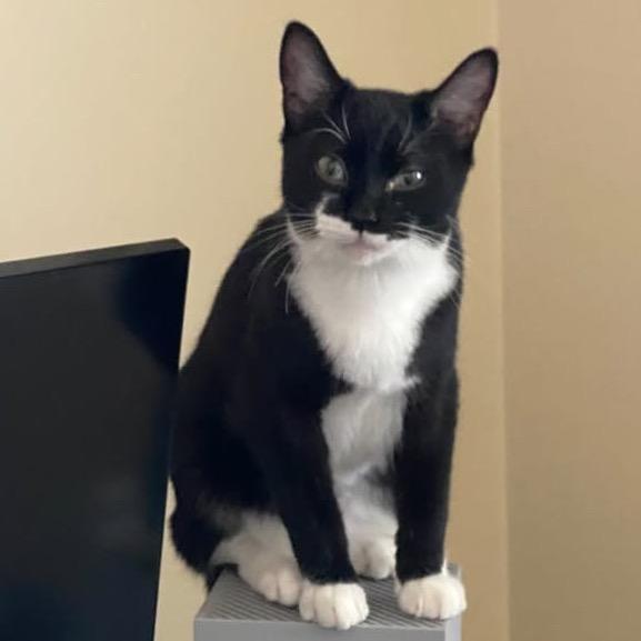 Spock, a Adoptable Domestic Short Hair in Spokane, WA image 2/6