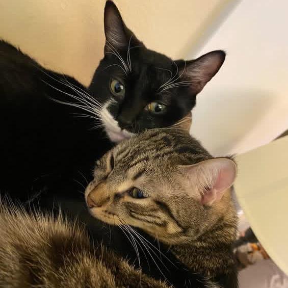 Spock, a Adoptable Domestic Short Hair in Spokane, WA image 3/6