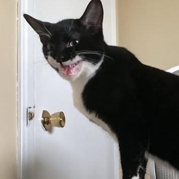 Spock, a Adoptable Domestic Short Hair in Spokane, WA image 4/6