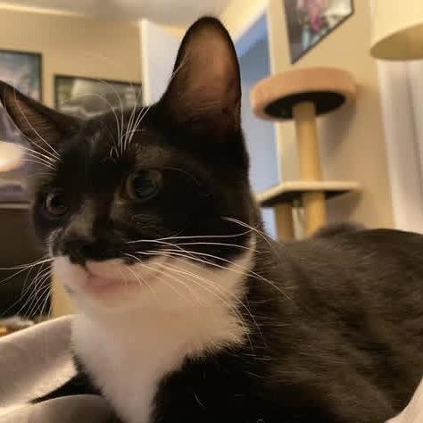 Spock, a Adoptable Domestic Short Hair in Spokane, WA image 6/6