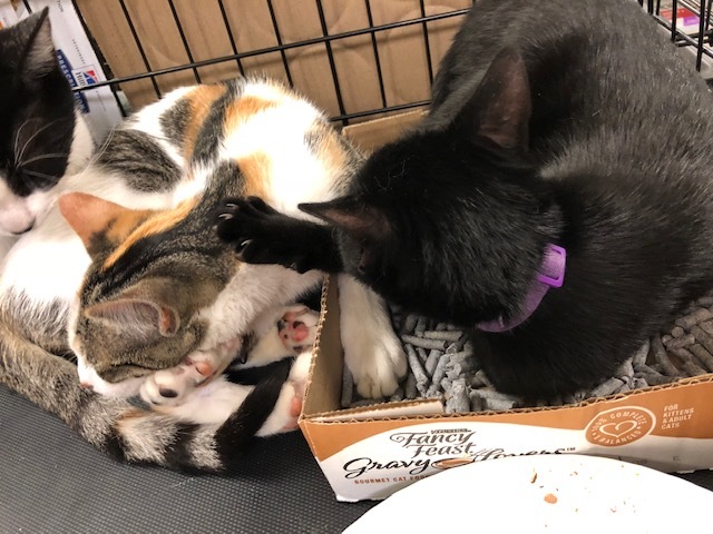 Vegas, a Adoptable Domestic Short Hair in Westfield, NJ image 1/6